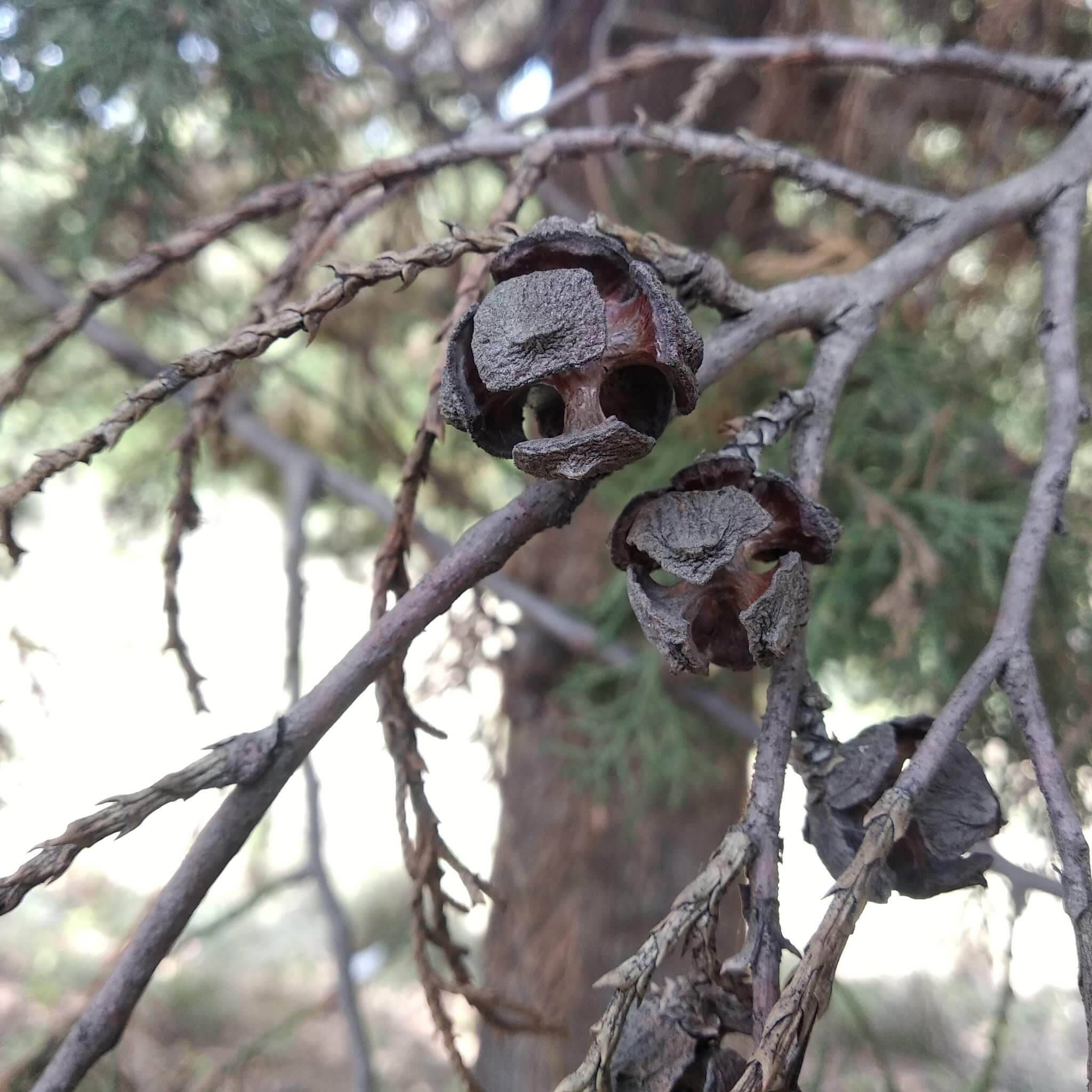 Cupressus lusitanica